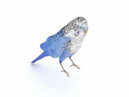 Blue parakeet bird 3d preview