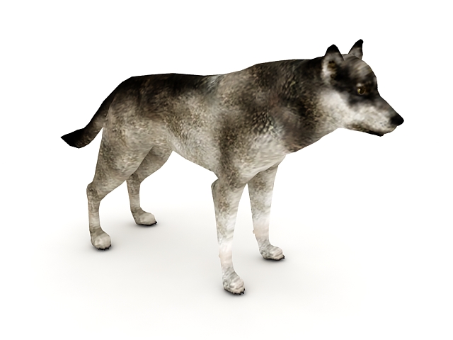 Western wolf 3d rendering