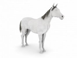 White Arabian horse 3d model preview