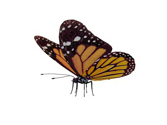 Viceroy butterfly 3d rendering