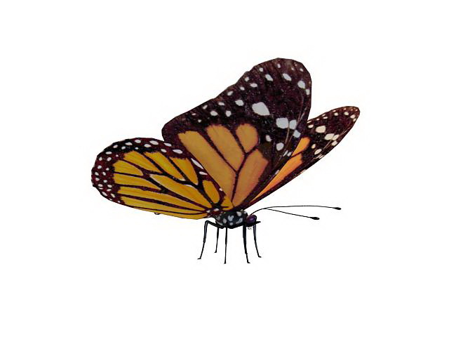 Viceroy butterfly 3d rendering