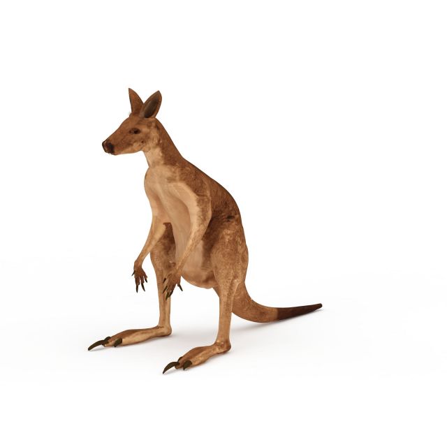 Red kangaroo 3d rendering