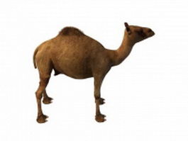 Egyptian camel 3d model preview