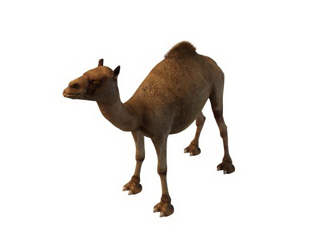 Egyptian camel 3d rendering