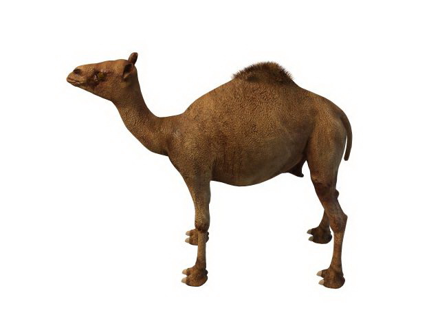 Egyptian camel 3d rendering