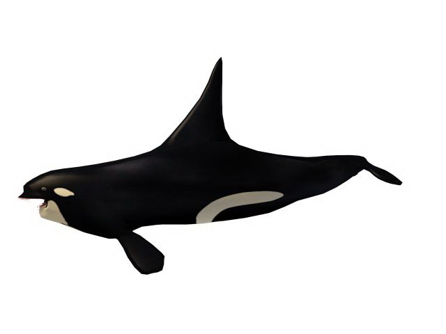 Killer whale 3d rendering