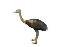 African ostrich 3d model preview