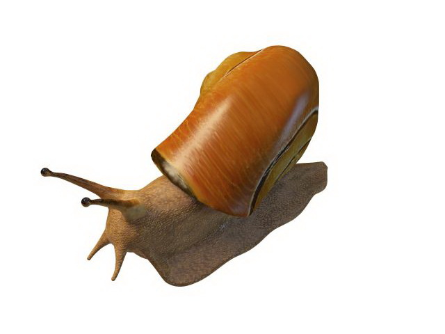Land snail 3d rendering