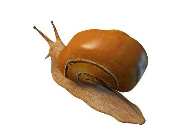 Land snail 3d rendering
