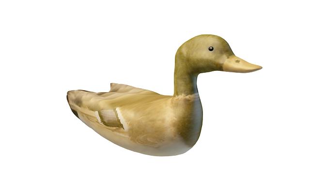 Dabbling duck 3d model 3ds max files free download - modeling 29408 on ...