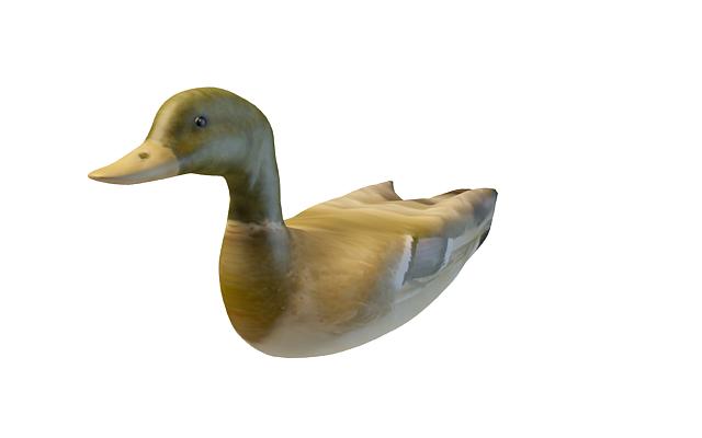 Dabbling duck 3d model 3ds max files free download - CadNav
