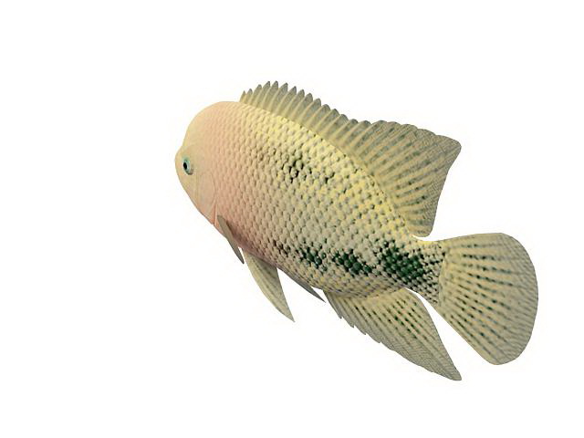 Redhead cichlid fish 3d rendering