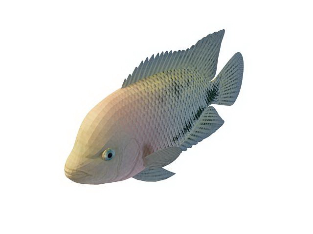Redhead cichlid fish 3d rendering