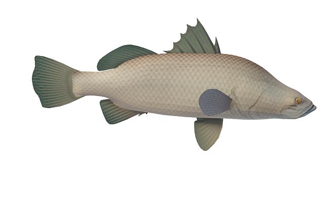 Barramundi fish 3d rendering