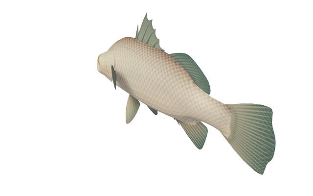 Barramundi fish 3d rendering