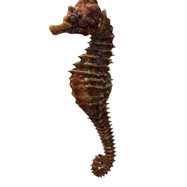 Dwarf seahorse 3d rendering