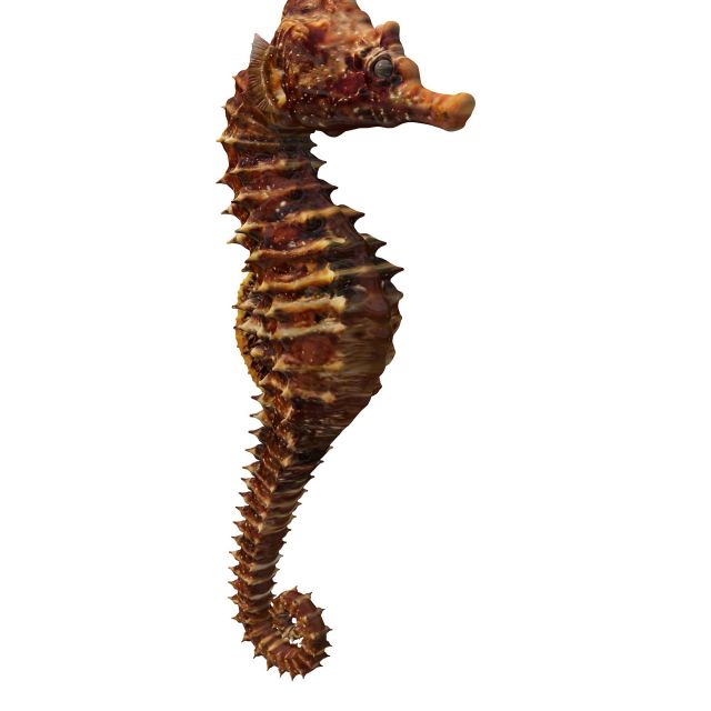 Dwarf seahorse 3d rendering