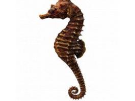 Dwarf seahorse 3d model preview
