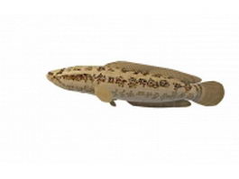 Taiwan snakehead fish 3d model preview