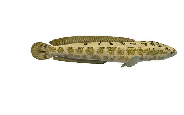 Asia small snakehead 3d rendering