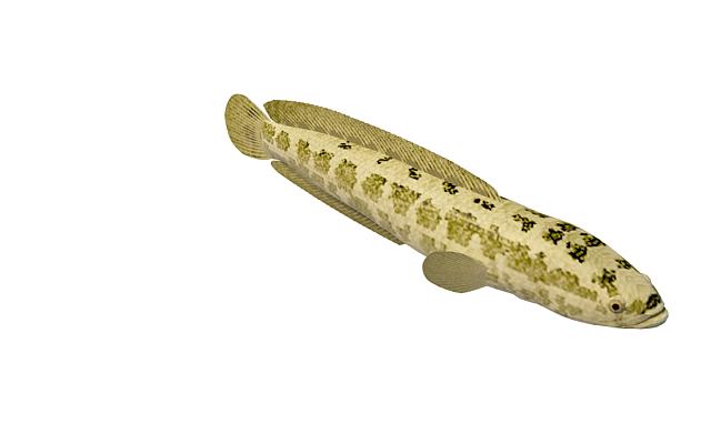 Asia small snakehead 3d rendering