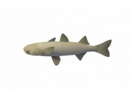 Striped mullet fish 3d model preview