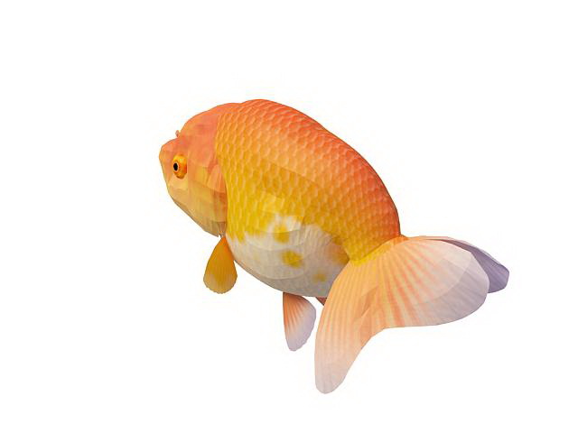 Orange Ranchu goldfish 3d rendering