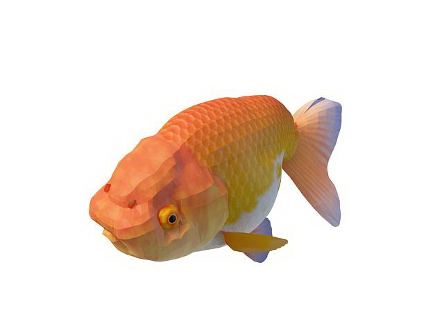 Orange Ranchu goldfish 3d rendering