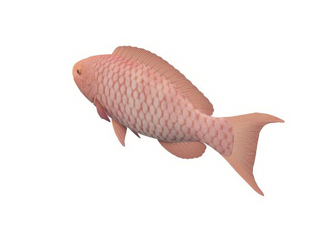 Red drum fish 3d rendering
