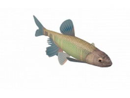 Minnow freshwater fish 3d model preview