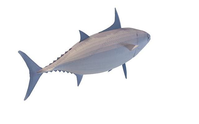 Striped tuna 3d rendering