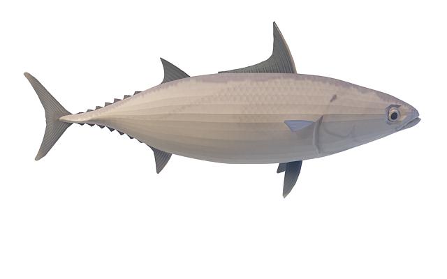 Striped tuna 3d rendering