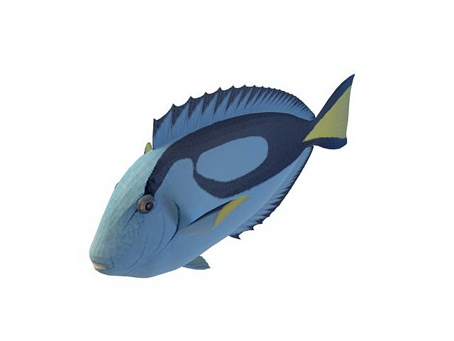 Powderblue surgeonfish 3d rendering