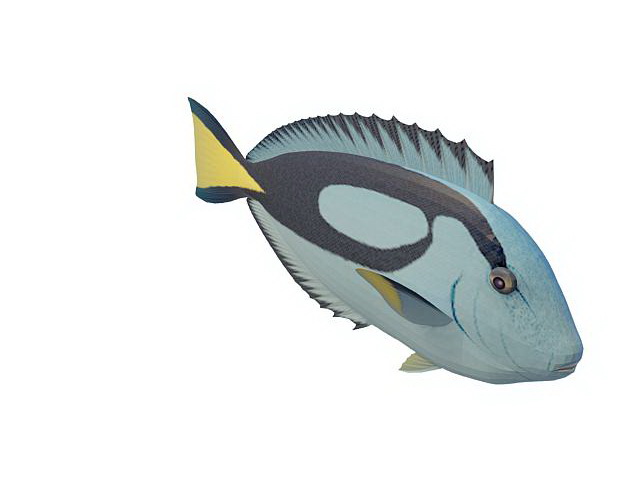 Powderblue surgeonfish 3d rendering