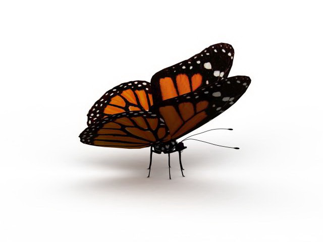 Australian painted lady butterfly 3d rendering