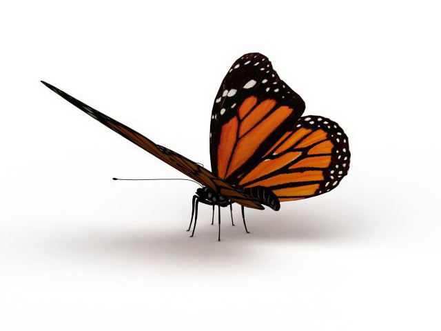 Australian painted lady butterfly 3d rendering