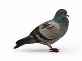 Rock pigeon 3d preview