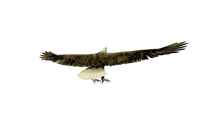 Black eagle 3d rendering