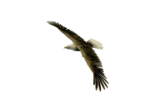 Black eagle 3d rendering