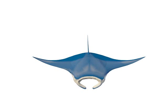 Blue manta ray 3d rendering