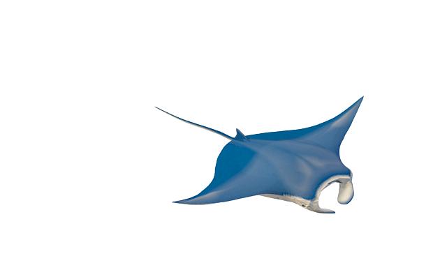 Blue manta ray 3d rendering