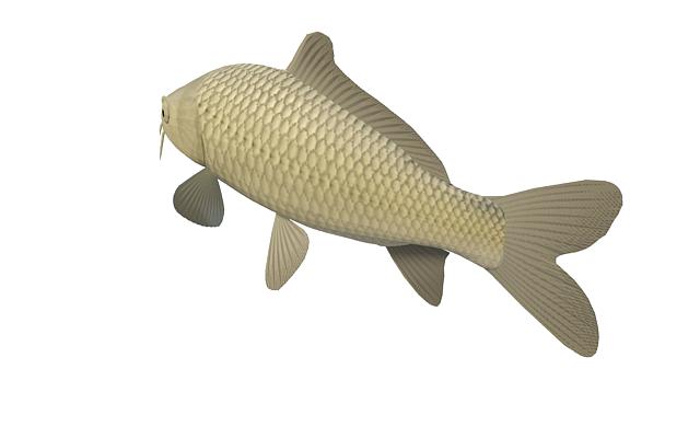 Freshwater carp fish 3d rendering