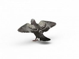 Rock dove pigeon 3d preview