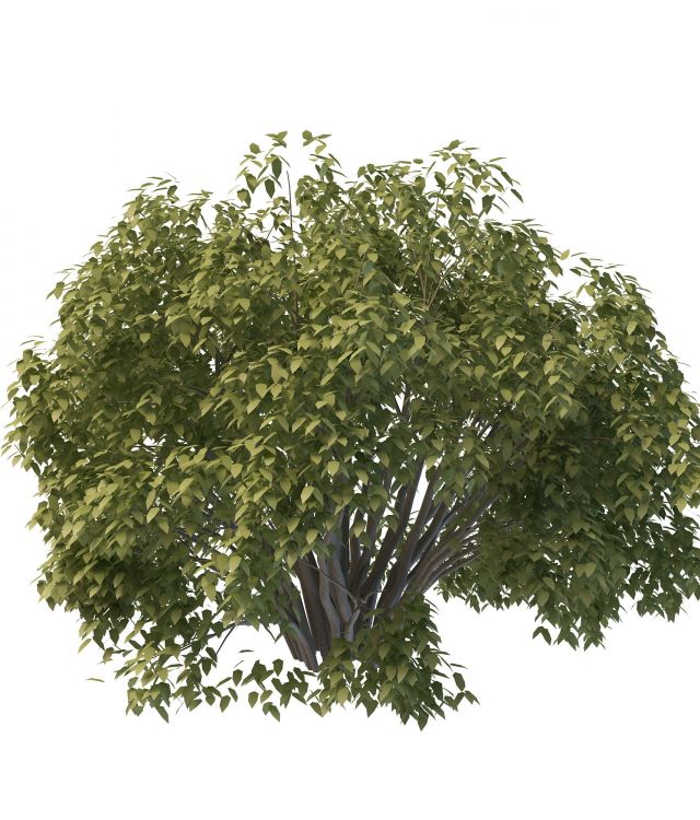 Willow bush 3d rendering