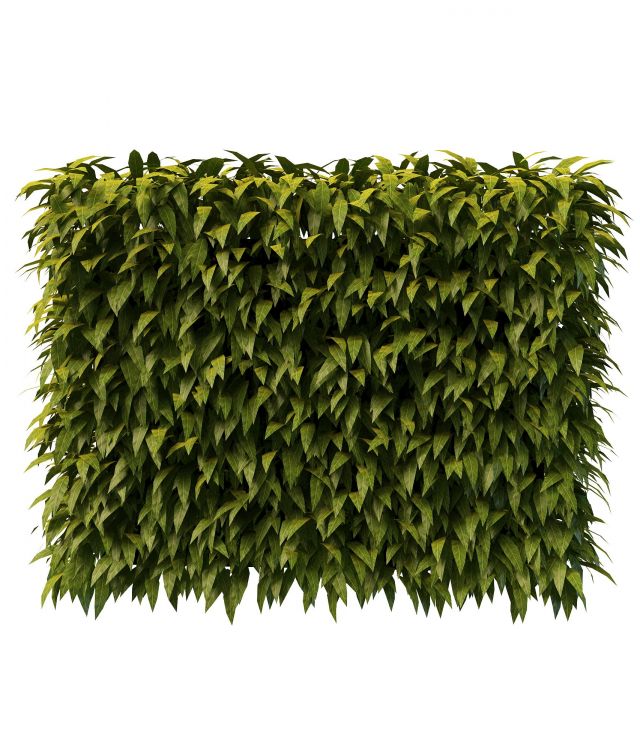Hedge plants 3d rendering