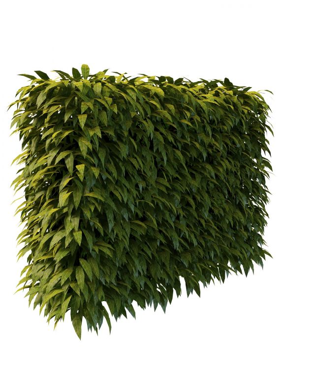 Hedge plants 3d rendering