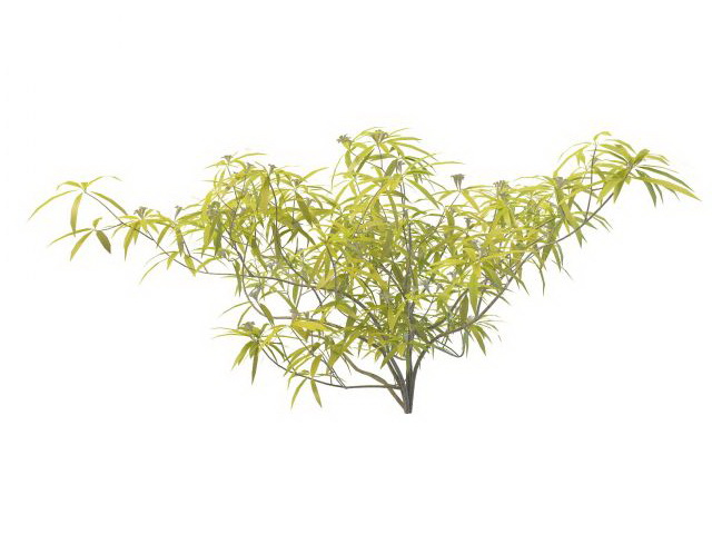 Broom shrub 3d rendering