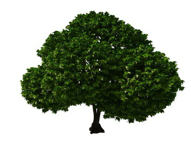 Topiary tree 3d rendering