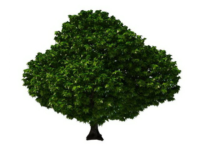 Topiary tree 3d rendering