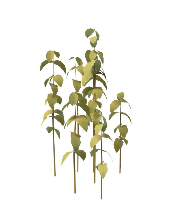 Bush plant 3d rendering